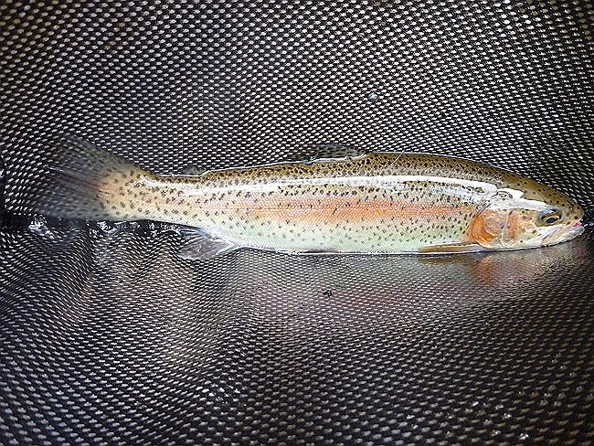 Cross Fork Trout5.JPG